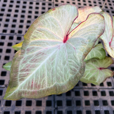 Caladium Especial 05 | Entre Raízes Botânica