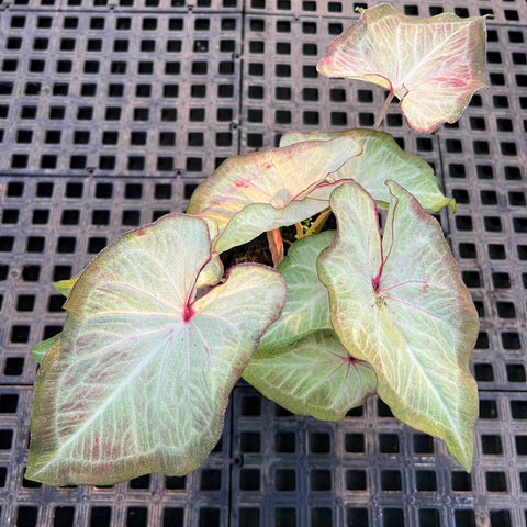Caladium Especial 05 | Entre Raízes Botânica - Detalhe 3