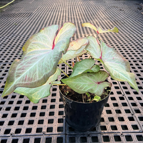 Caladium Especial 05 | Entre Raízes Botânica - Detalhe 4