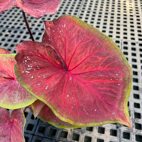 Caladium Especial 02 | Entre Raízes Botânica
