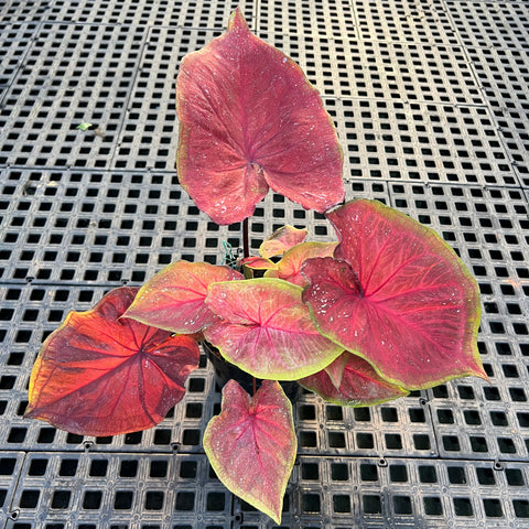 Caladium Especial 02 | Entre Raízes Botânica - Detalhe 2
