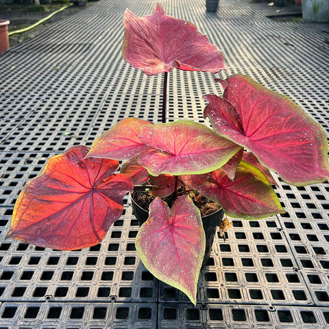 Caladium Especial 02 | Entre Raízes Botânica - Detalhe 3