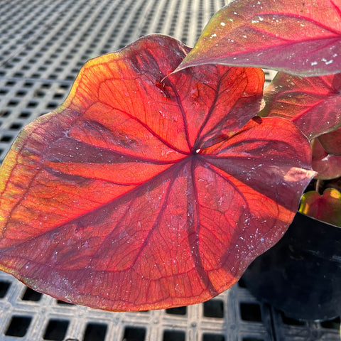 Caladium Especial 02 | Entre Raízes Botânica - Detalhe 4