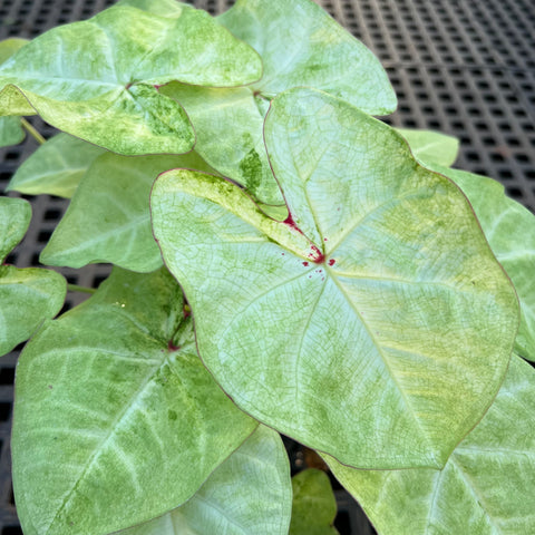 Caladium Especial 01 | Entre Raízes Botânica