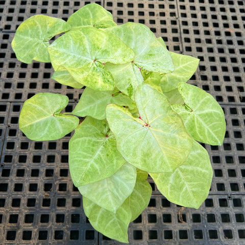 Caladium Especial 01 | Entre Raízes Botânica - Detalhe 2
