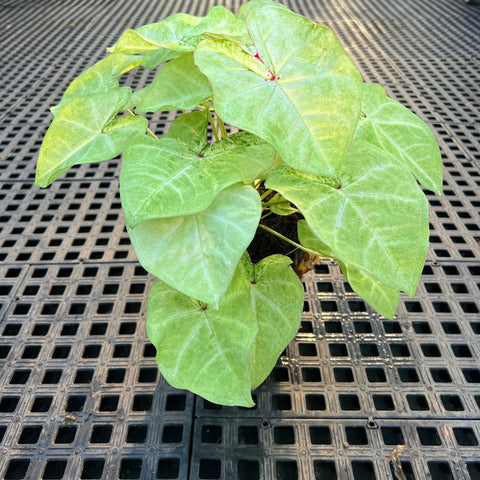 Caladium Especial 01 | Entre Raízes Botânica - Detalhe 3
