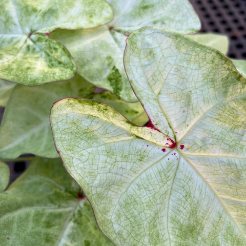 Caladium Especial 01 | Entre Raízes Botânica - Detalhe 4