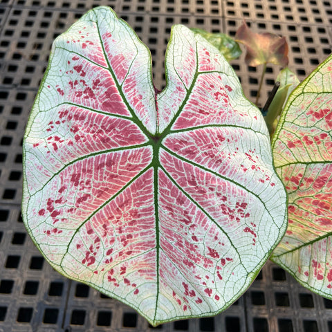 Caladium Especial 07 | Entre Raízes Botânica