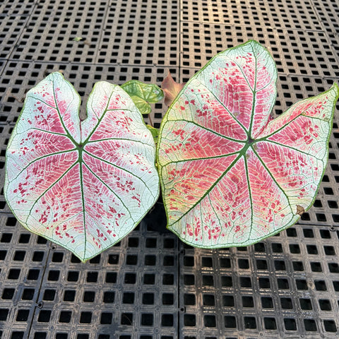 Caladium Especial 07 | Entre Raízes Botânica - Detalhe 2