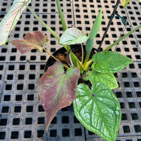 Caladium Especial 07 | Entre Raízes Botânica - Detalhe 3