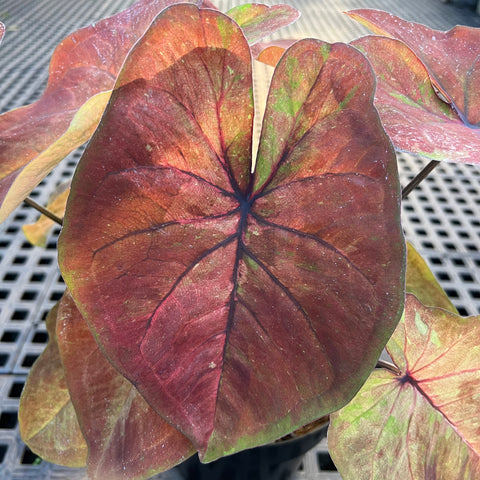 Caladium Especial 08 | Entre Raízes Botânica