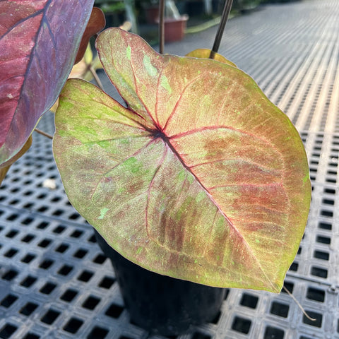 Caladium Especial 08 | Entre Raízes Botânica - Detalhe 2