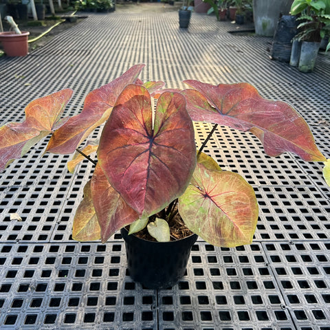 Caladium Especial 08 | Entre Raízes Botânica - Detalhe 4