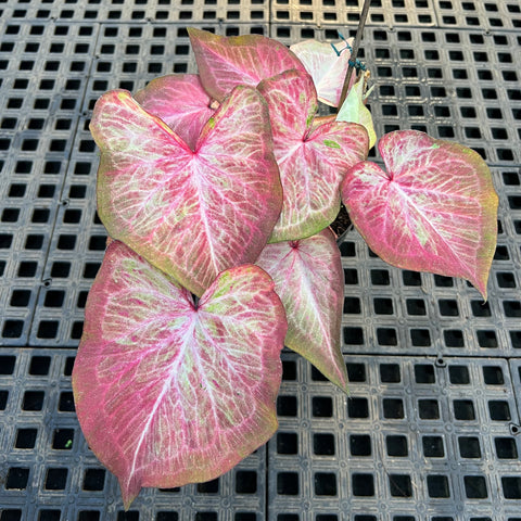 Caladium Especial 04 | Entre Raízes Botânica - Detalhe 2