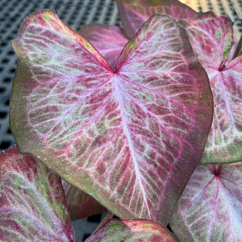 Caladium Especial 04 | Entre Raízes Botânica