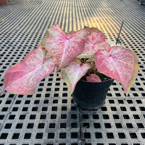 Caladium Especial 04 | Entre Raízes Botânica - Detalhe 3