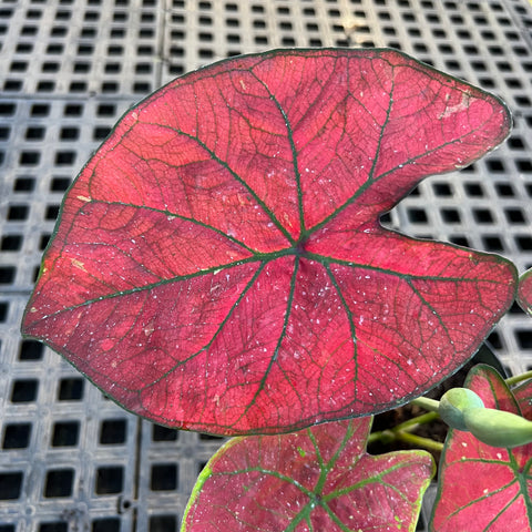 Caladium variaçāo - 16 | Entre Raízes Botânica