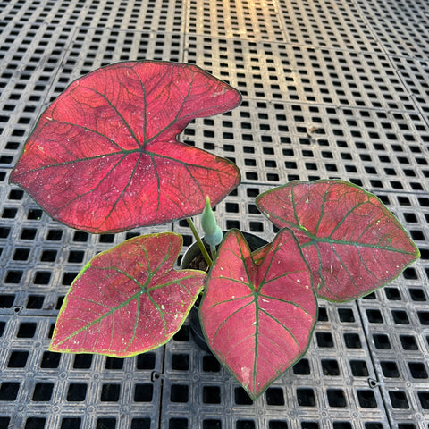 Caladium variaçāo - 16 | Entre Raízes Botânica - Detalhe 2