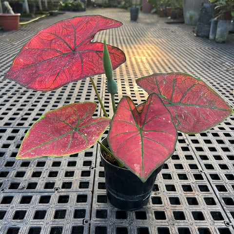 Caladium variaçāo - 16 | Entre Raízes Botânica - Detalhe 3