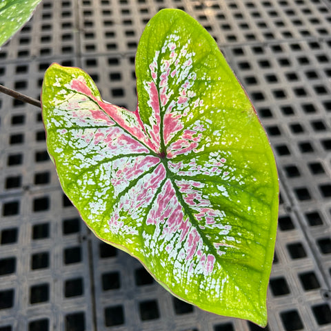 Caladium variaçāo - 17 | Entre Raízes Botânica