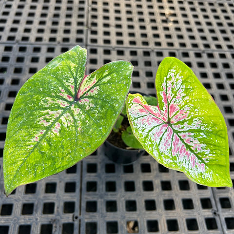Caladium variaçāo - 17 | Entre Raízes Botânica - Detalhe 2