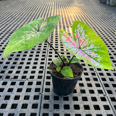 Caladium variaçāo - 17 | Entre Raízes Botânica - Detalhe 3