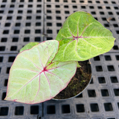 Caladium variaçāo - 15 | Entre Raízes Botânica