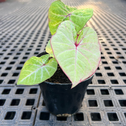 Caladium variaçāo - 15 | Entre Raízes Botânica - Detalhe 2