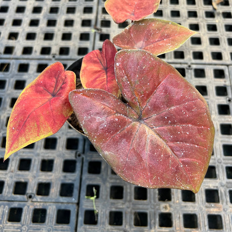 Caladium variaçāo - 19