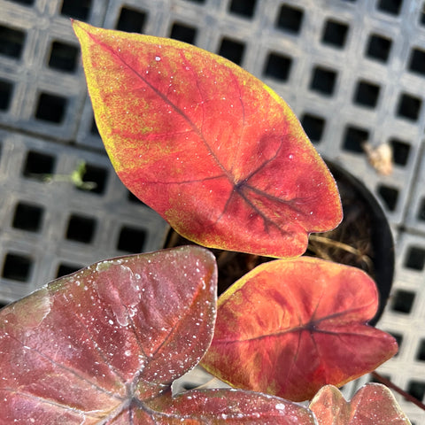 Caladium variaçāo - 19
