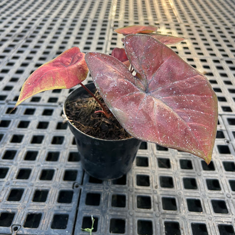 Caladium variaçāo - 19