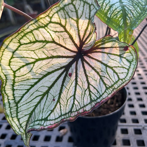 Caladium variaçāo - 04 | Entre Raízes Botânica