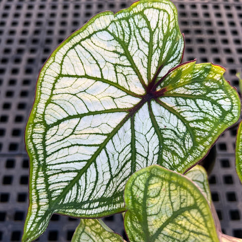Caladium variaçāo - 04 | Entre Raízes Botânica - Detalhe 2