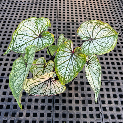 Caladium variaçāo - 04 | Entre Raízes Botânica - Detalhe 3