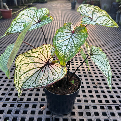 Caladium variaçāo - 04 | Entre Raízes Botânica - Detalhe 4