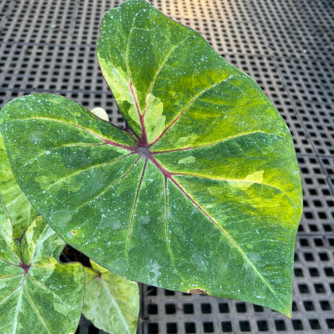 Caladium variaçāo - 03 | Entre Raízes Botânica