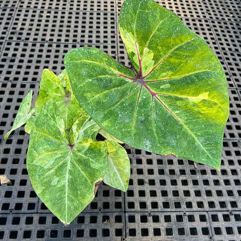Caladium variaçāo - 03 | Entre Raízes Botânica - Detalhe 2