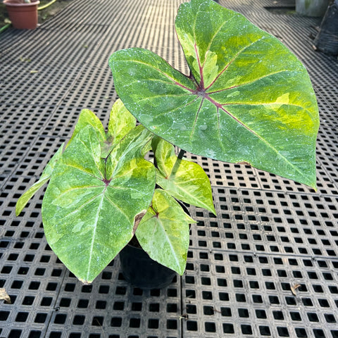 Caladium variaçāo - 03 | Entre Raízes Botânica - Detalhe 3
