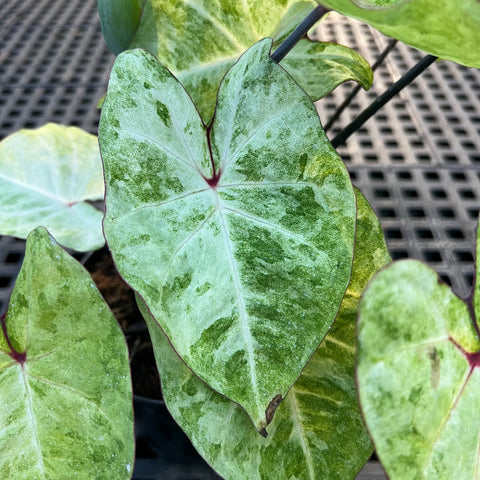 Caladium variaçāo - 03 | Entre Raízes Botânica - Detalhe 4