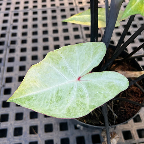 Caladium variaçāo - 03 | Entre Raízes Botânica - Detalhe 5