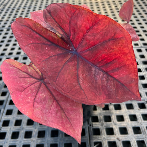 Caladium variaçāo - 05 | Entre Raízes Botânica