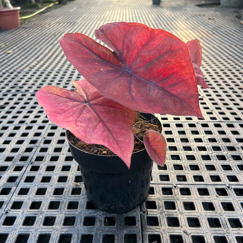 Caladium variaçāo - 05 | Entre Raízes Botânica - Detalhe 2