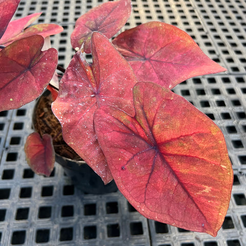 Caladium variaçāo - 05 | Entre Raízes Botânica - Detalhe 3
