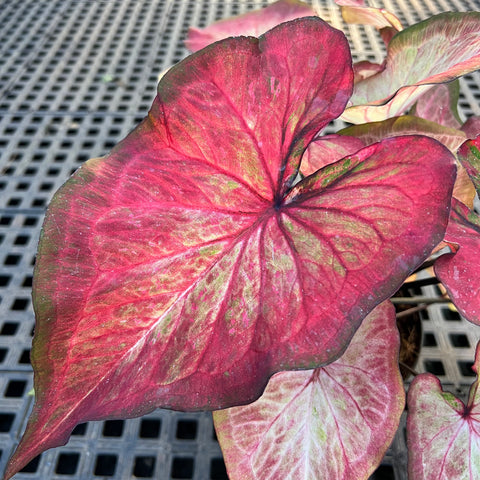 Caladium Especial 09 | Entre Raízes Botânica