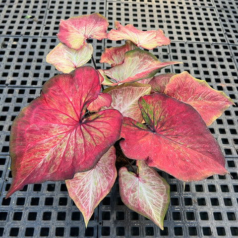 Caladium Especial 09 | Entre Raízes Botânica - Detalhe 2