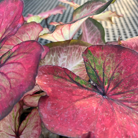 Caladium Especial 09 | Entre Raízes Botânica - Detalhe 3