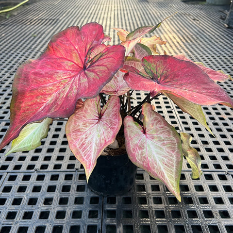 Caladium Especial 09 | Entre Raízes Botânica - Detalhe 4