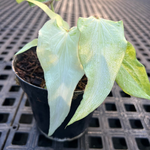 Caladium Lança - 09 | Entre Raízes Botânica
