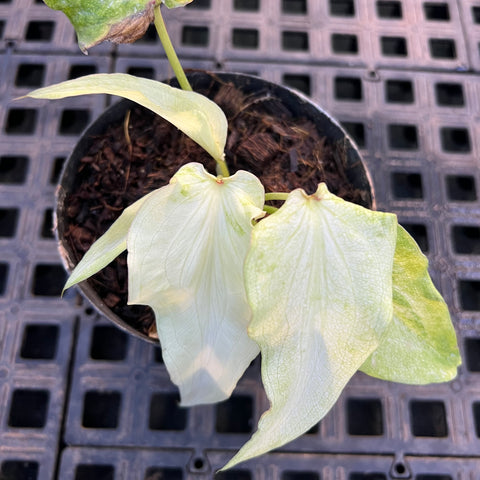 Caladium Lança - 09 | Entre Raízes Botânica - Detalhe 2