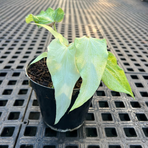 Caladium Lança - 09 | Entre Raízes Botânica - Detalhe 3
